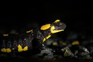 Fire salamander (Salamandra salamandra) portrait at night, Czech Republic.	
