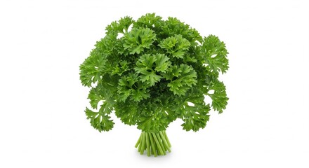 Fototapeta premium Close-up studio shot capturing the vibrant green freshness of curly parsley, showcasing its intricate texture and vibrant color against a pristine white background .