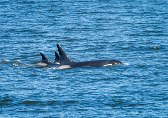 Fototapeta premium Trio of orca whales swimming among the San Juan Islands in Salish Sea off Anacortes in Washington