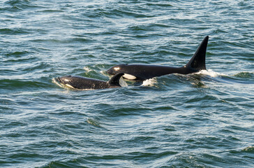 Two orca whales swimming among the San Juan Islands in Salish Sea off Anacortes in Washington © steheap