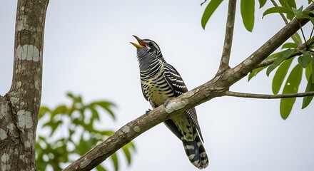 Striking banded bay cuckoo perched gracefully on a tree branch singing its melody to the sky