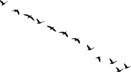Silhouette of flying birds in V formation, migrating birds, flock of birds, nature, wildlife, sky, freedom, travel, migration concept