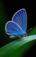 Vibrant blue butterfly delicately perched on a blade of grass, showcasing intricate wing details against a dark background.
