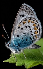 Naklejka premium Close-up of a vibrant blue and gray butterfly perched delicately on a fresh green leaf against a dark background, showcasing intricate wing patterns and delicate textures.