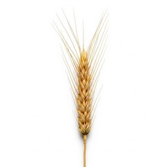 Fototapeta premium Golden wheat ear with seeds and grains ready for harvest on a white background, showcasing nature's bounty and agricultural abundance, perfect for food-related visuals.