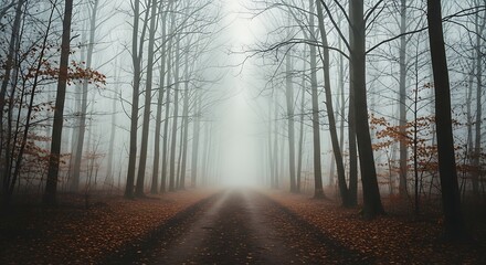 Misty Forest Path.