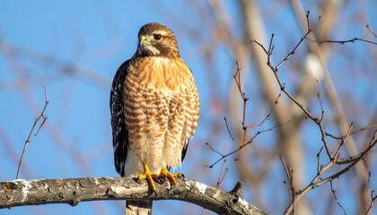 A reddish-brown hawk perched proudly on a branch against a vibrant blue sky, showcasing its intricate plumage and sharp gaze.