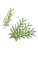 A green leafy plant with a stem rosemary illustration vector essential oil plant