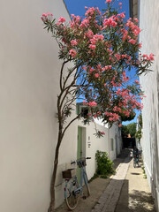 Gasse mit rosa bl&uuml;hendem Rhododendron in La Couarde-sur-Mer auf der Ile de R&eacute;