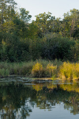 Peaceful Woodland Creek with Autumn Colors