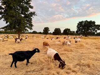 Herd of goats grazing in a field
