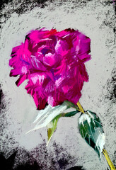 Pastel llustration of red peony flower.