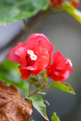A vibrant bougainvillea flower, Bougainvillea spectabilis species, in an intense red hue with small white flowers at its center. In the foreground, a dry brown leaf.
