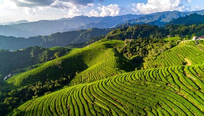 Fototapeta premium Expansive view of terraced tea plantations on rolling hills, bathed in sunlight.