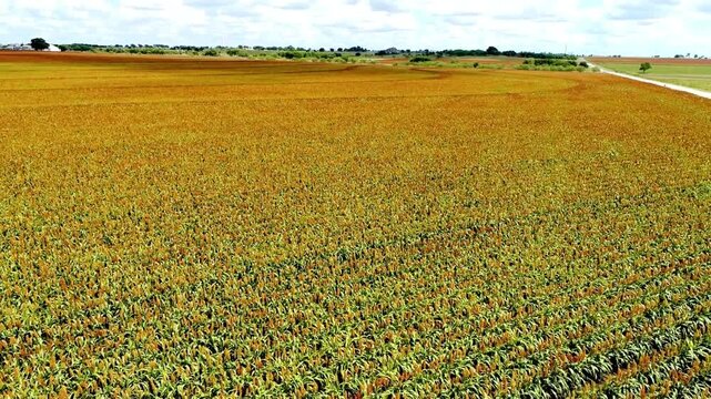 Aerial view of a vast field of sorghum crop in the countryside
