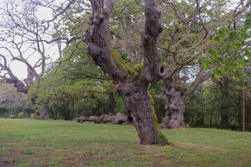 Fototapeta premium old trees on green grass