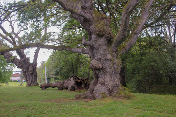 timeless trees scene in a park