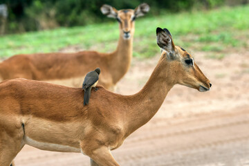 Fototapeta premium two impala female in the bush , Okavango delta in Botswana, animal conservation game park