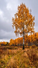 Fototapeta premium Autumn birch forest path