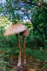 Pair of parasol Mushroom in the wood