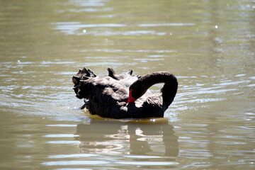 the black swan is preening its self while swimming