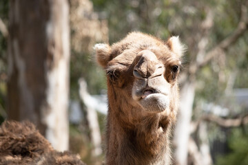 this is a close up of a camel