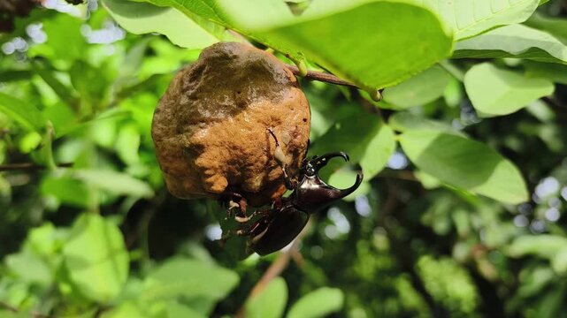 Rhinoceros beetles live on guava trees and feed on guava in the tropical forests of Thailand.
