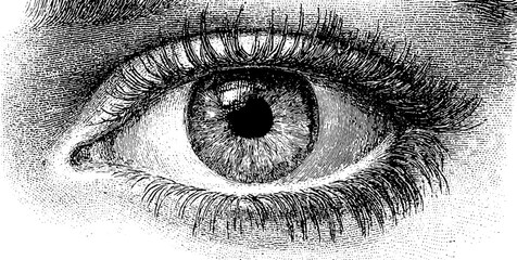 Obraz premium Vintage engraving style illustration of female eye - retro hand-drawn design