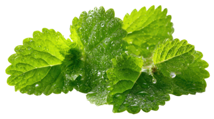 Close-up of fresh, dew-covered lemon balm leaves isolated on a transparent background. background removed