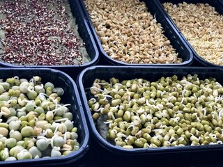 Microgreens of different sprouted culture as mustard, mung beans, green peas, lentils in black germinators at home farm next to widow. The beginning of germination, the third day