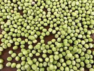 A lot of fresh green sprouts of peas in dark-green germinator at home farm. The beginning of germination, the first day