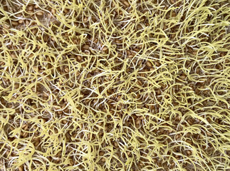 Close-up of cultivation of wheat microgreens in plastic container at home