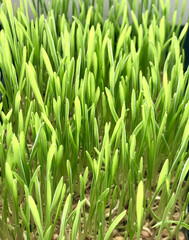 Close-up of cultivation of wheat microgreens in plastic container at home farm