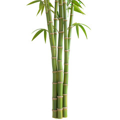 Fototapeta premium Three tall bamboo trees with green leaves and brown stems