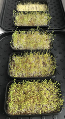 Alfalfa sprouts close-up. Microgreens in plastic containers at home. The beginning of germination, the fourth day