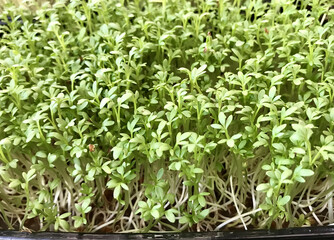 Alfalfa sprouts close-up. Microgreens in plastic containers at home. The beginning of germination, the fifth day