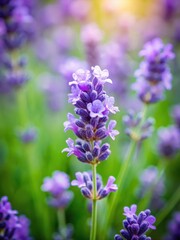 Obraz premium Delicate lavender bloom with soft petals and gentle texture