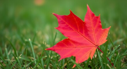 Vibrant autumn tableau: A crimson maple leaf resting gracefully on verdant grass field