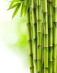 Fototapeta premium Vibrant green bamboo stalks against a soft, out-of-focus background