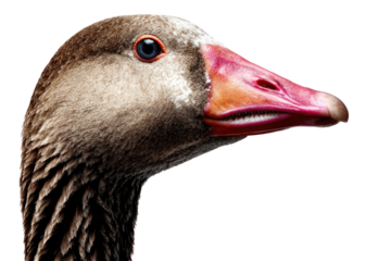 Close-up profile of a greylag goose against a transparent background, showcasing detailed feathers and beak. background removed