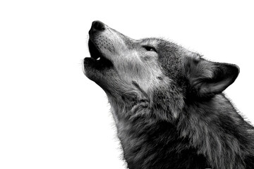 Fototapeta premium A majestic wolf howls at the moon, a monochrome masterpiece against a dark background. background removed