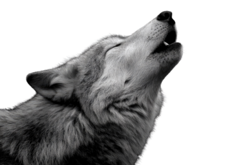 A grayscale image of a wolf howling at the moon, isolated on a transparent background. background removed