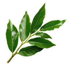 Fototapeta premium A sprig of vibrant green leaves, isolated on a transparent background, showcasing intricate leaf details. background removed