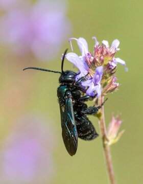 A dark-colored insect on a flower