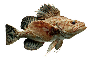 Fototapeta premium A detailed close-up of a rockfish, showcasing its intricate fins and texture against a transparent background. background removed