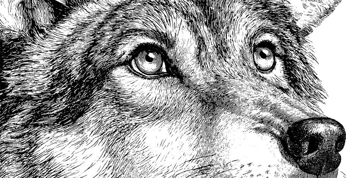 Naklejki Vintage sketch of a wolf muzzle in engraving style for retro art design