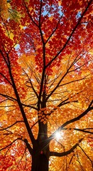 Radiant canopy of autumn leaves capturing the vibrant hues of fall foliage and the sunburst filter
