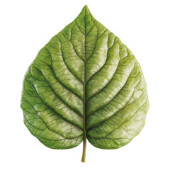 Obraz premium Leaf is shown in a green color