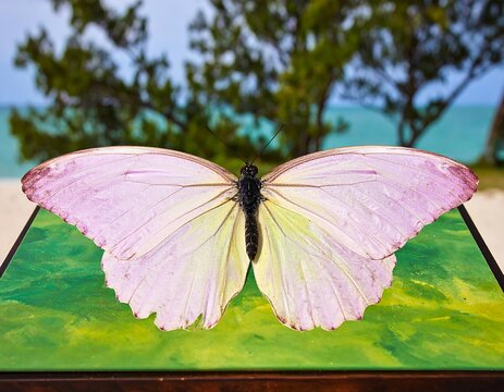 A delicate pink butterfly on a table