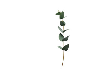 Eucalyptus Stem with Green Leaves on White Background.